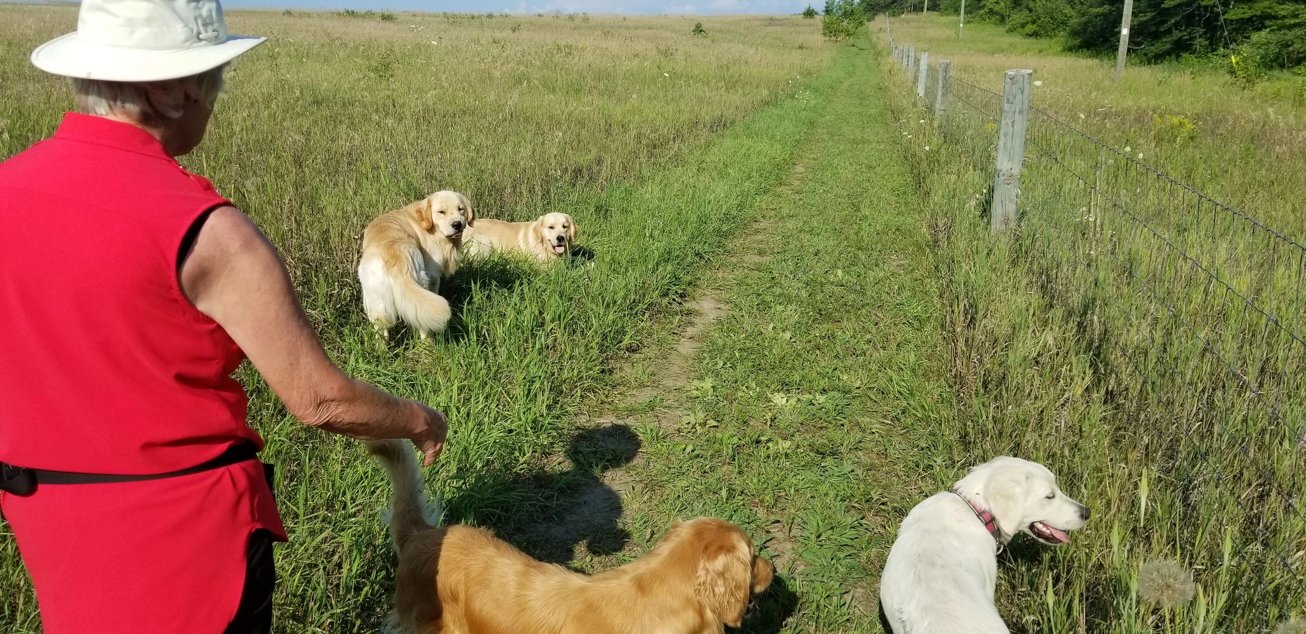Four golden retrievers running in a field with a person walking