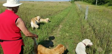 Four golden retrievers running in a field with a person walking