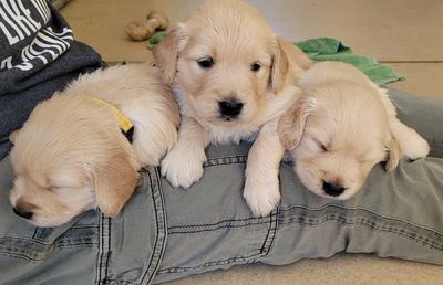 Clark County Humane Society finds forever homes for new Golden Retriever  puppies