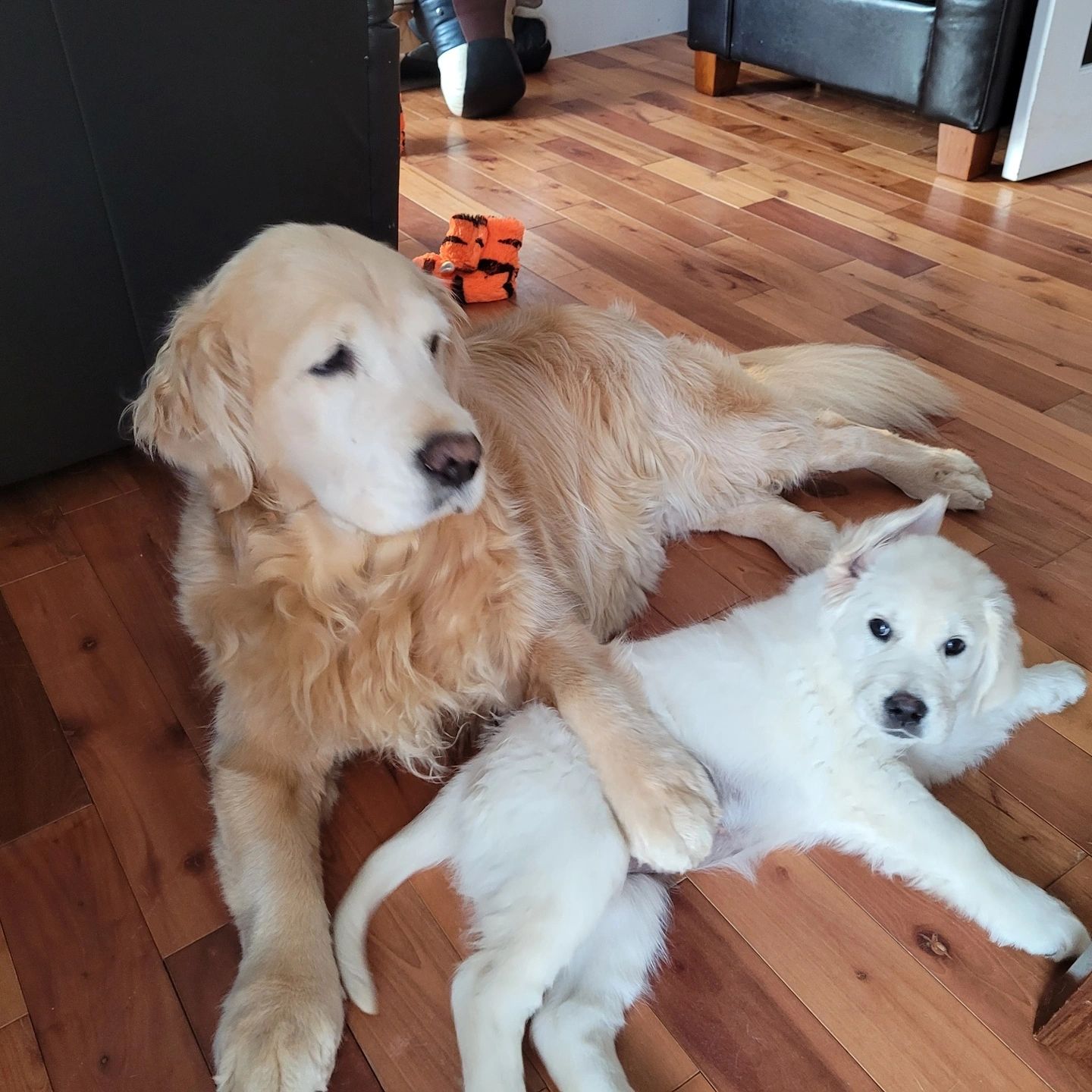 An older golden retriever laying with her paw on a cute puppy golden retriever
