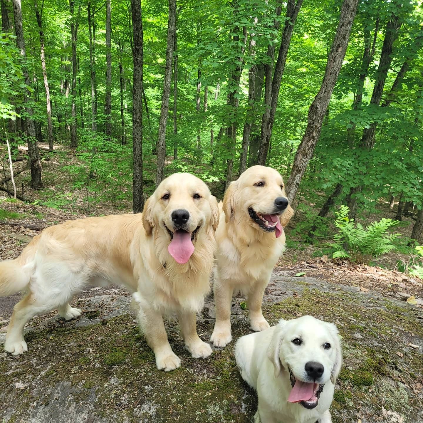 Three golden retrievers in the forest with their tongues hanging out on a warm day