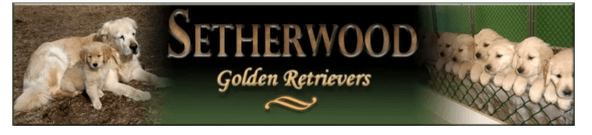 Setherwood Golden Retrievers
