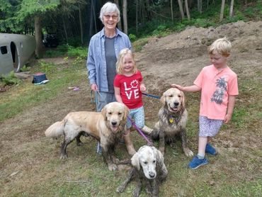 Three very muddy golden retrievers out for a walk with 2 children and an adult