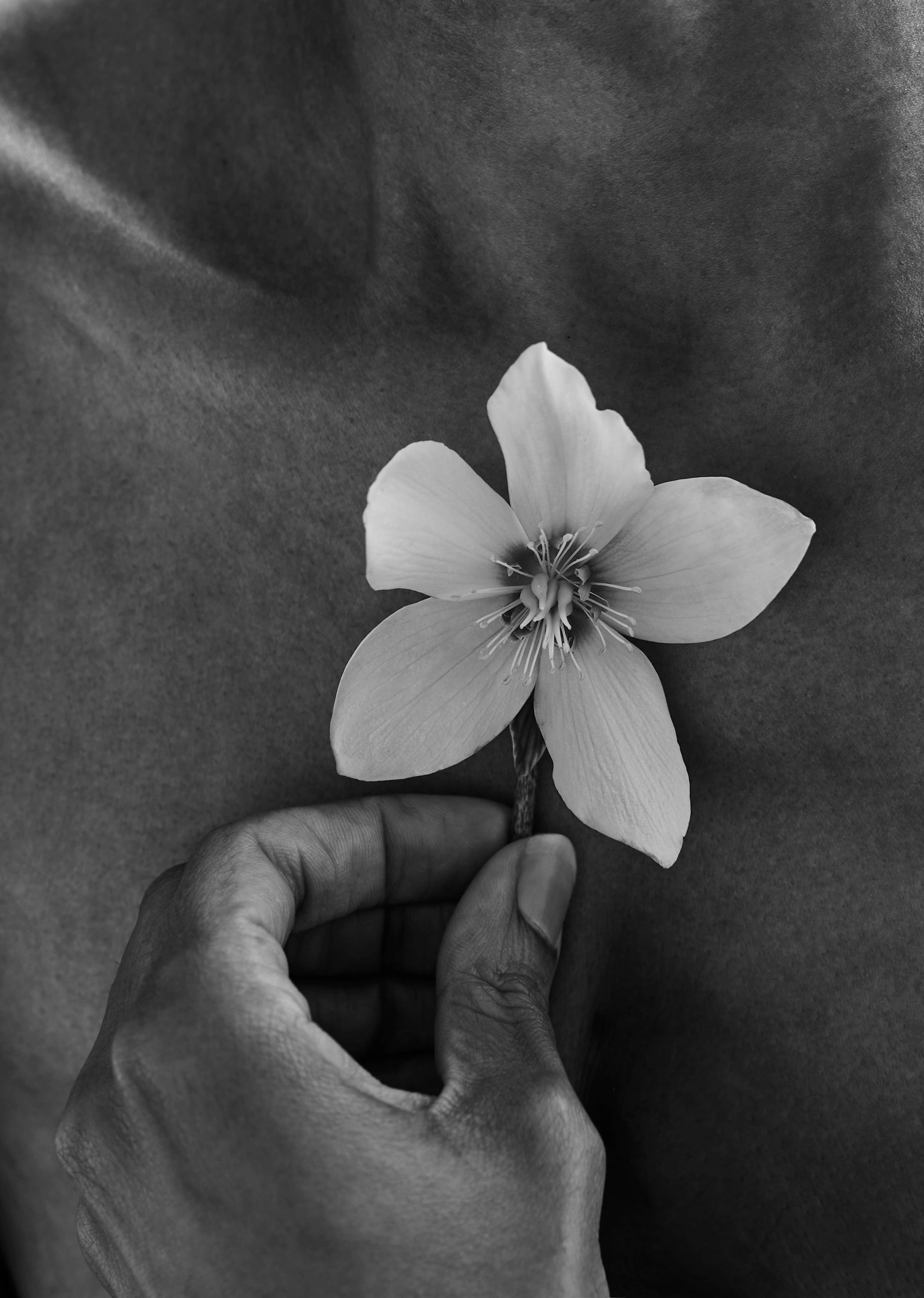 Hand holding a delicate flower against skin.
