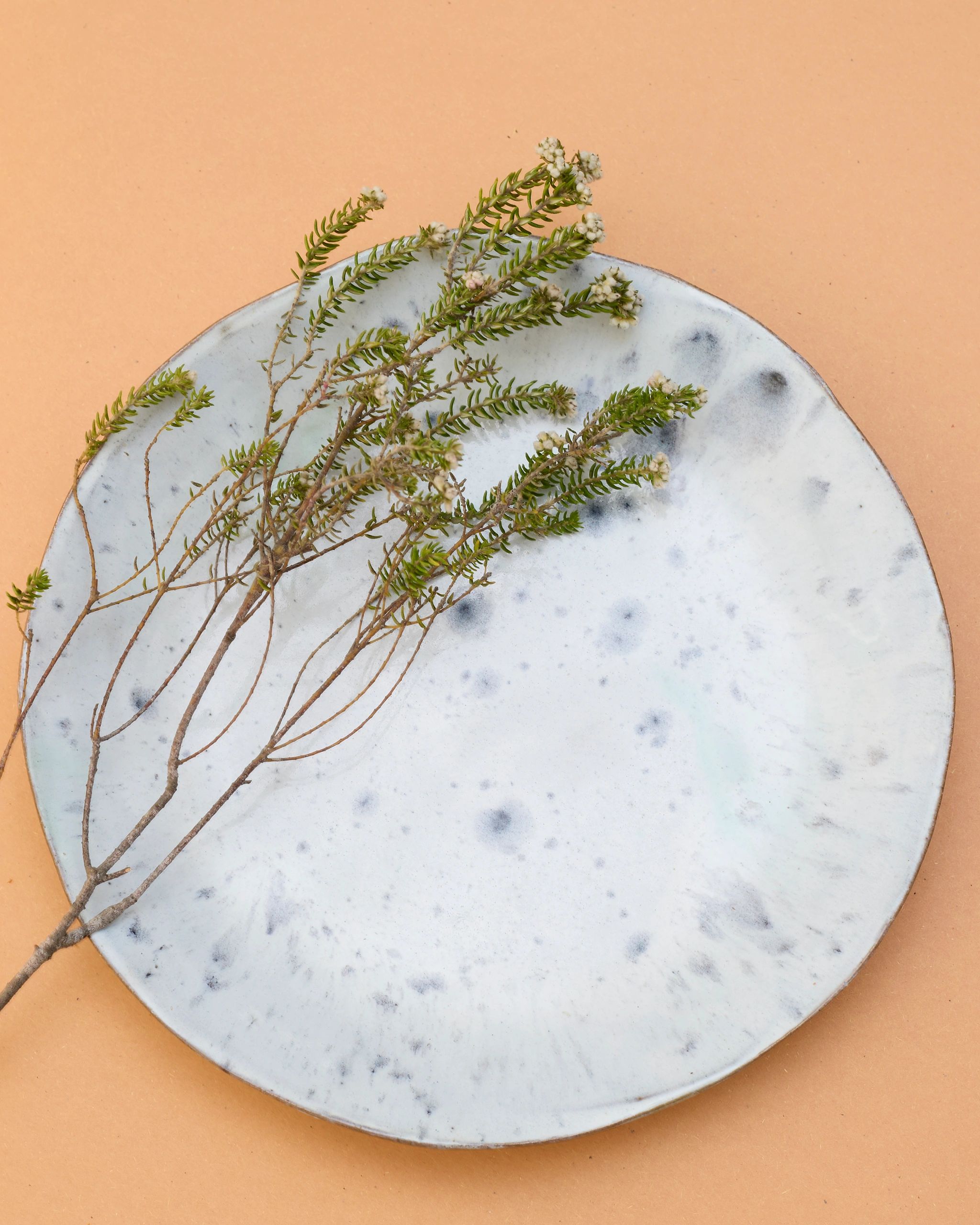 Green plant with small white flowers on a white plate.