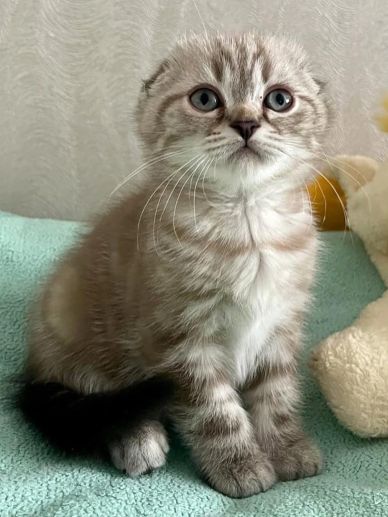 A fluffy kitten with blue eyes sitting on a teal blanket.