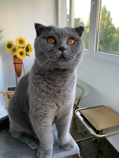 A gray Scottish Fold cat with amber eyes sitting indoors near a window.