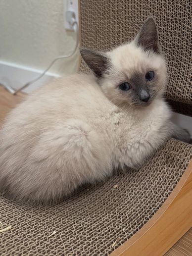 A fluffy Siamese kitten resting on a textured scratch pad.