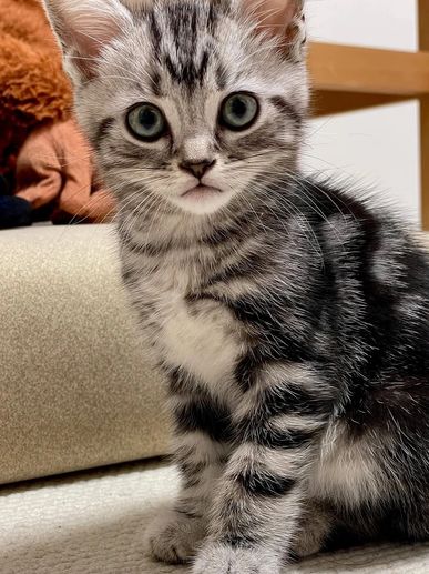 A curious silver tabby kitten with big green eyes sits attentively indoors.