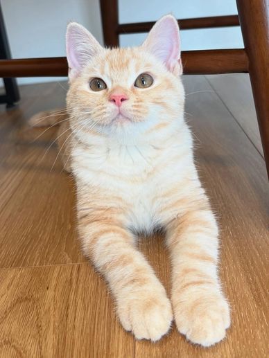 A light orange tabby cat lying on a wooden floor looking up.