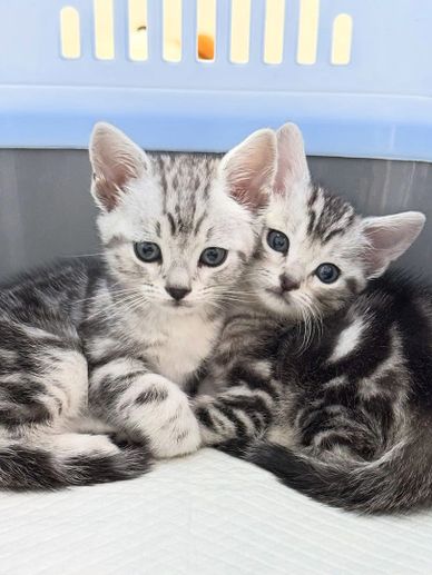 Two adorable silver tabby kittens snuggling closely together.
