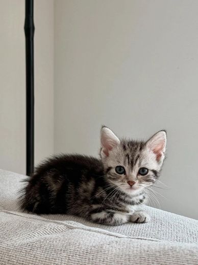 A small tabby kitten with big eyes lying on a light-colored surface.