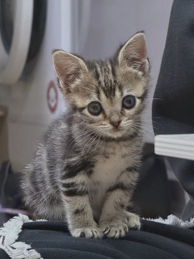Adorable small tabby kitten with big eyes sitting attentively.