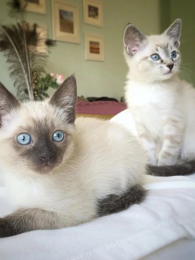 Two adorable Siamese kittens with striking blue eyes relaxing indoors.