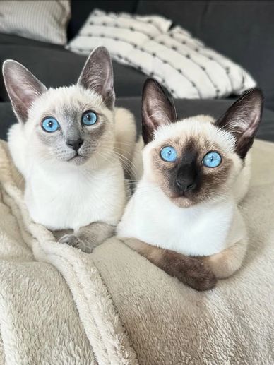 Two Siamese cats with striking blue eyes sitting close together on a blanket.