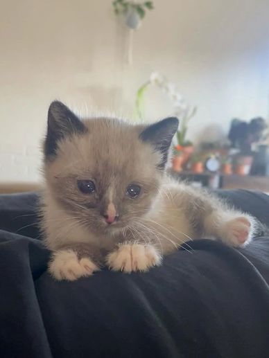 A small kitten with blue eyes resting on a dark surface indoors.