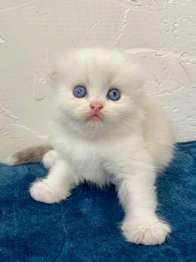 Fluffy white kitten with striking blue eyes on a blue surface.