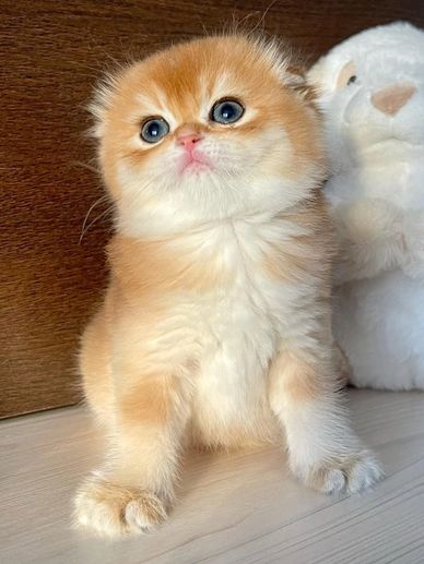 Fluffy orange and white kitten with big blue eyes sitting on the floor.