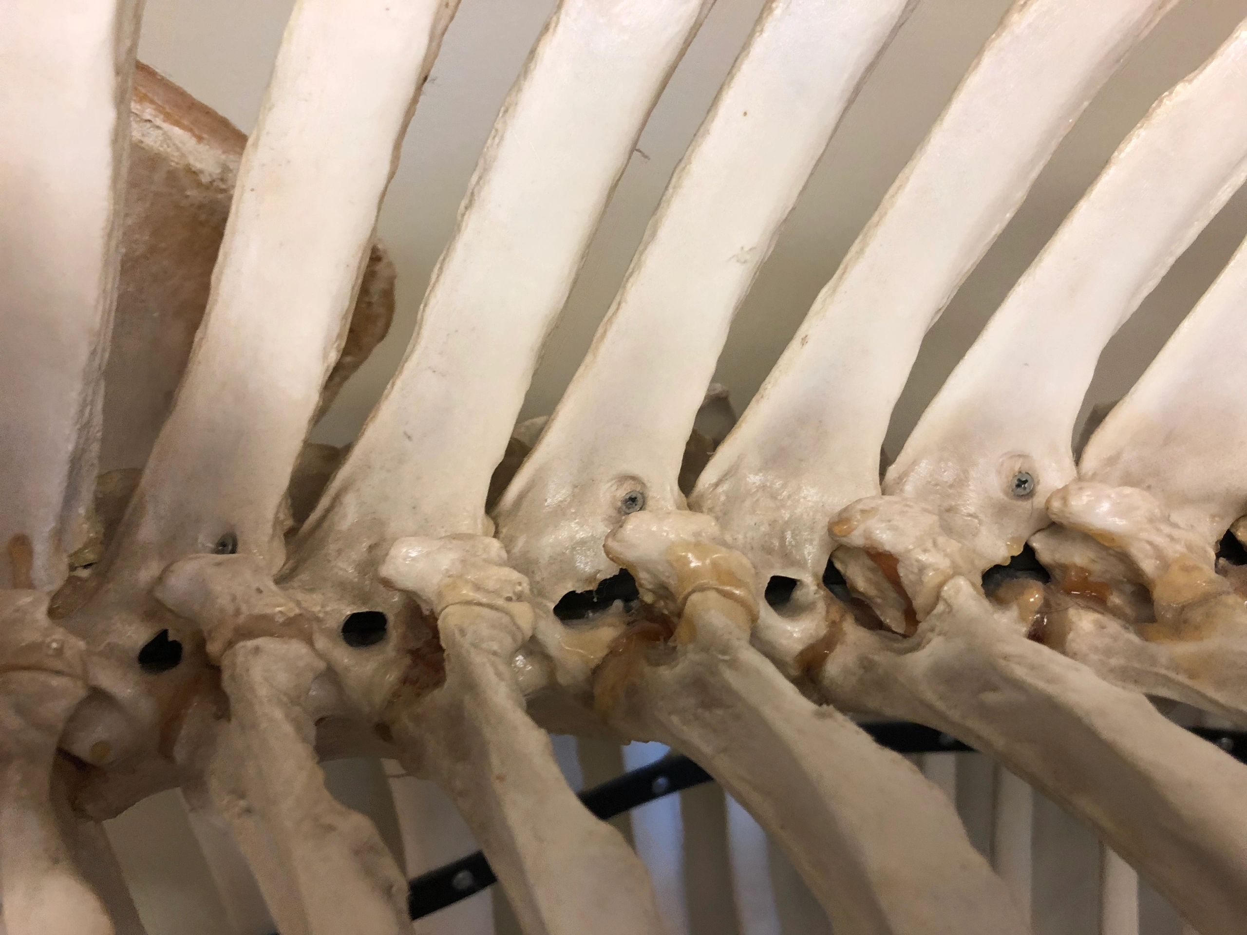 VetSpine Animal Chiropractic logo