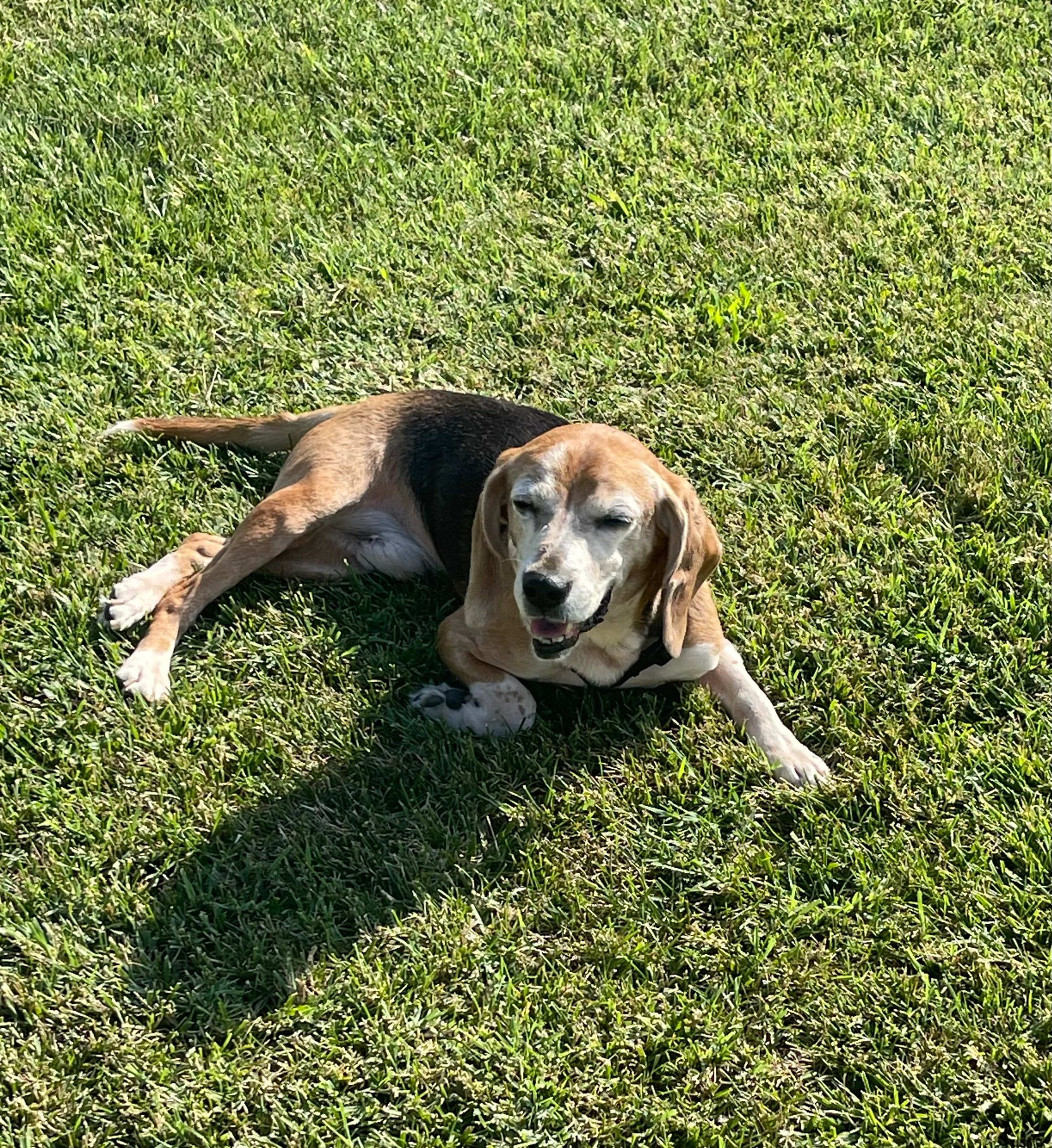 Jasper - Adopted 7/5/24
