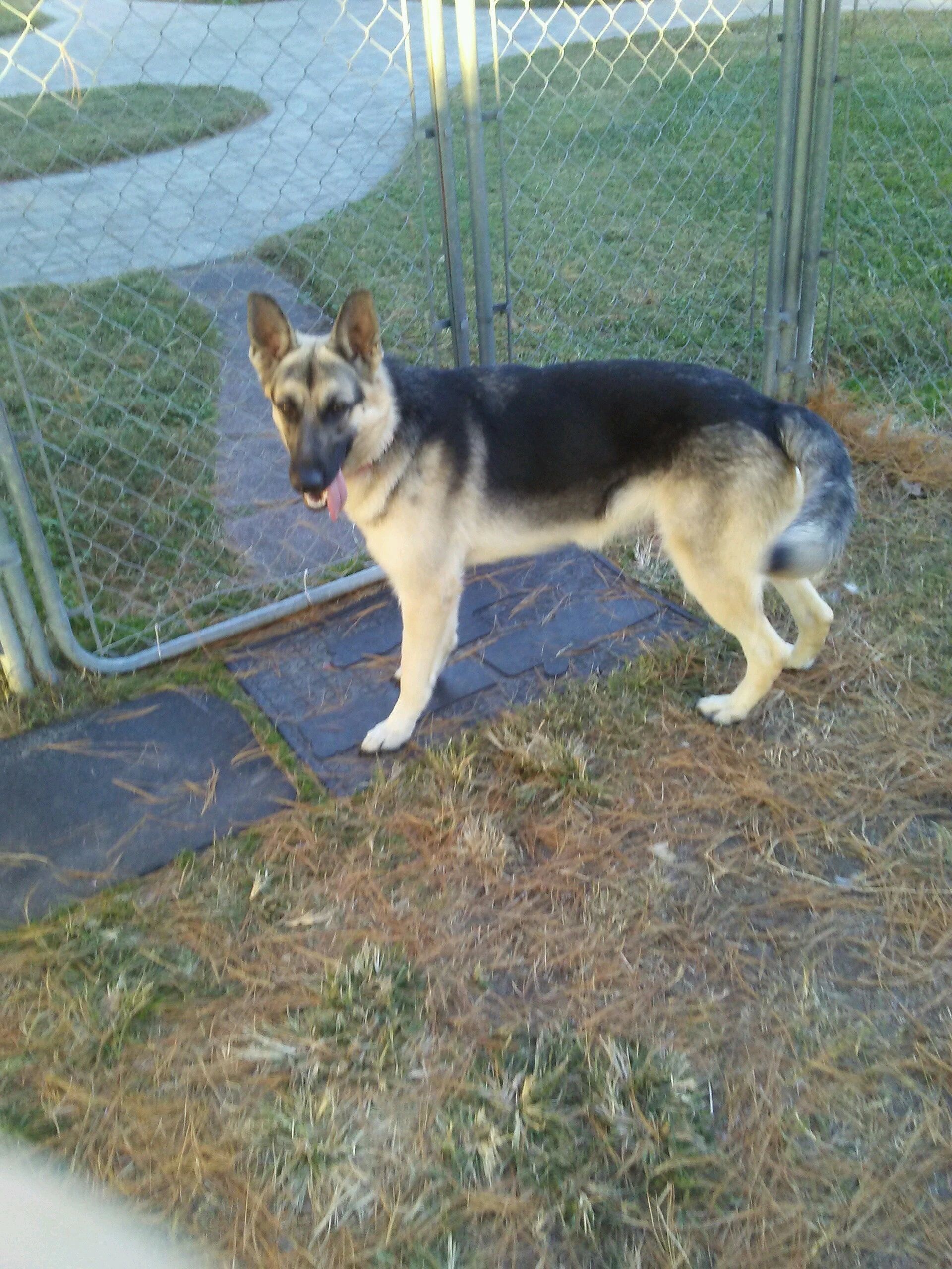 Nova - Adopted 7/27/24