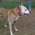 Spirit - Adopted 7/17/24
