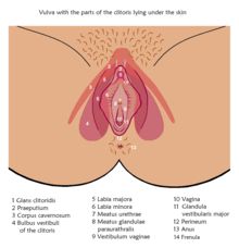 stimolazione clitoridea