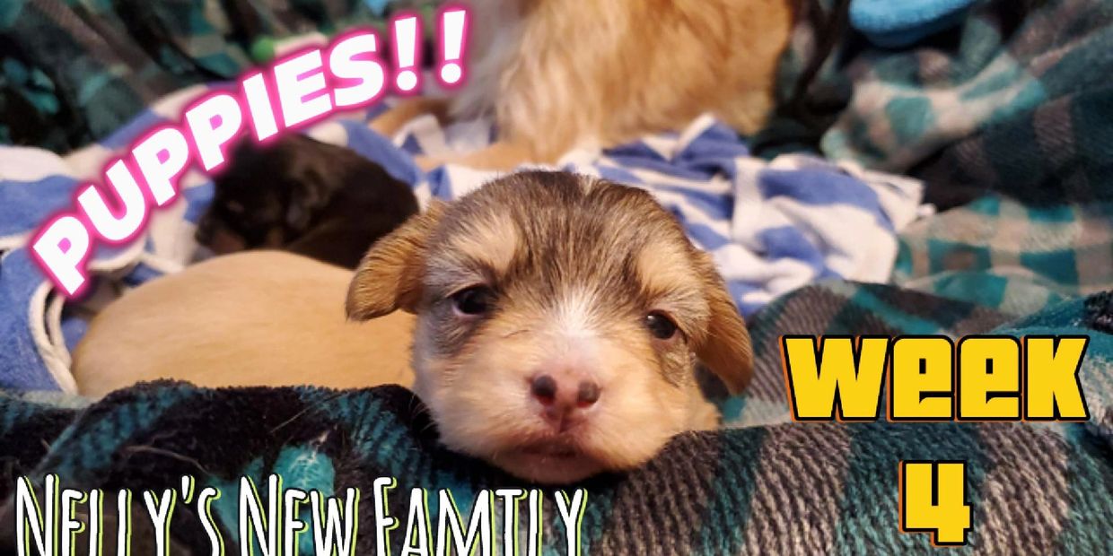 Click to watch Nelly's new puppies and their journey from birth to adoption