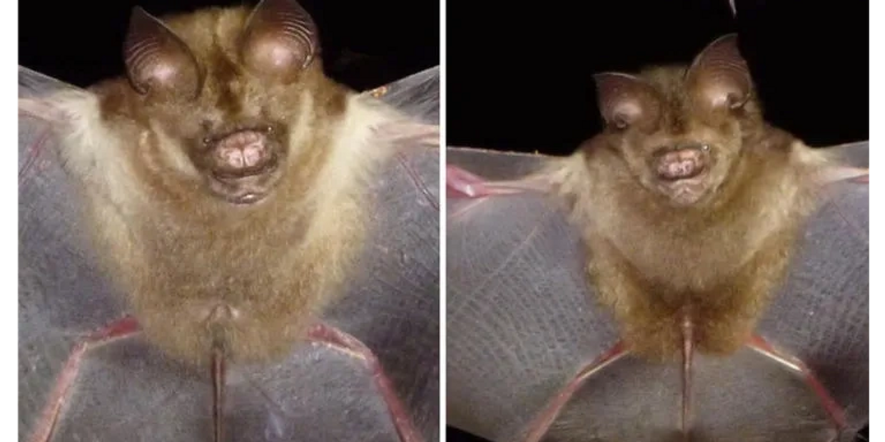 Bats are going through a rare evolutionary change. 