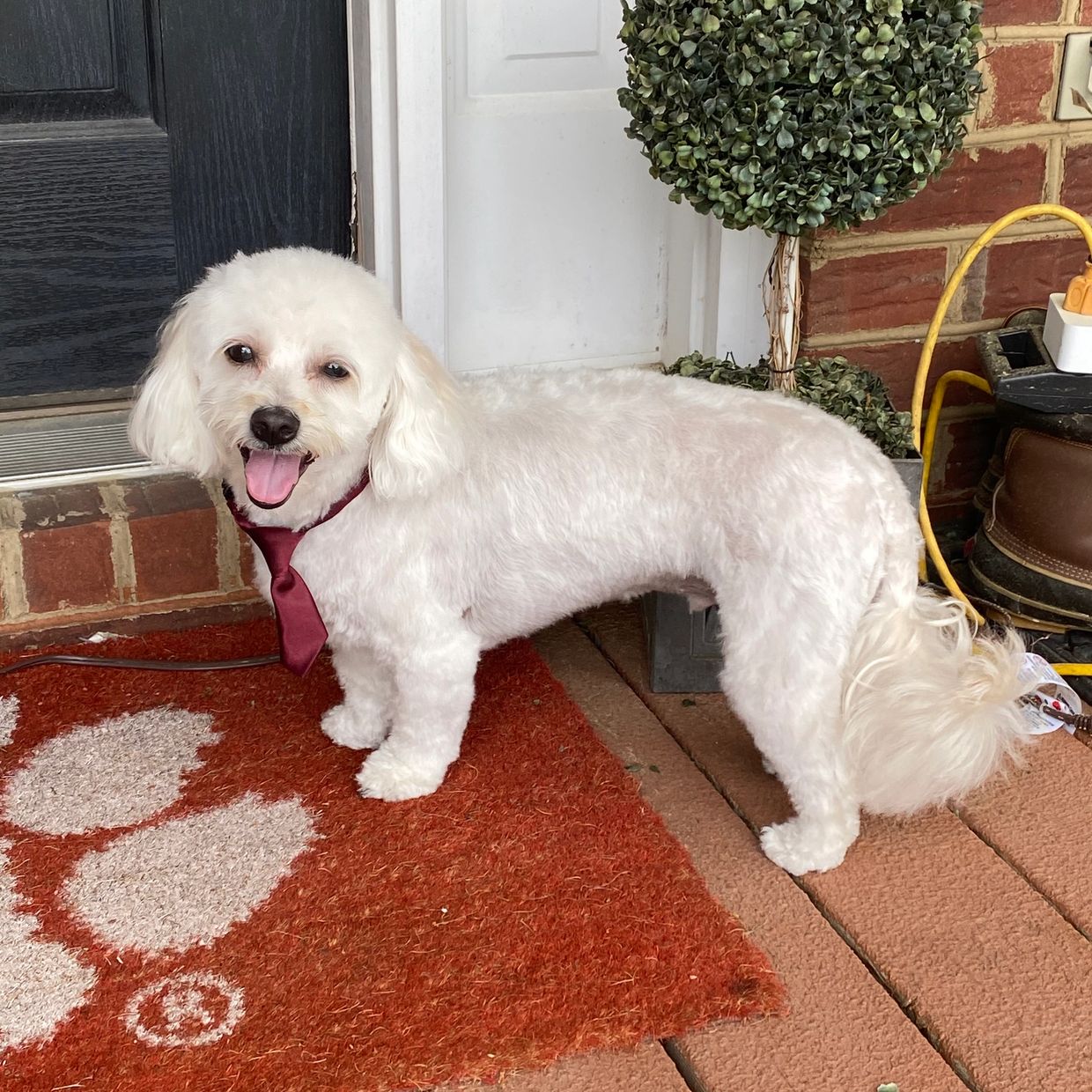 Barking Fur Bubbles Mobile Grooming Home