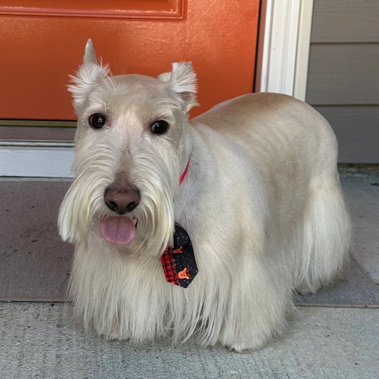 Barking Fur Bubbles Mobile Grooming - Home