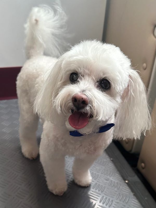 Barking Fur Bubbles Mobile Grooming Home