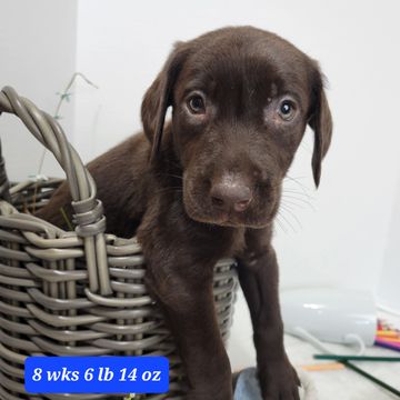 Chocolate male lab in basket