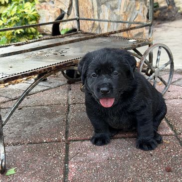 Cute black puppy sitting on pavement.