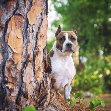 Dog peeking from behind tree in forest.