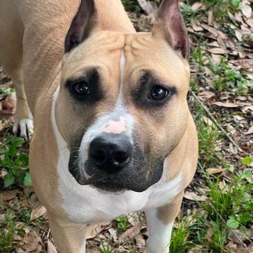 Close-up of a tan and white dog outdoors.