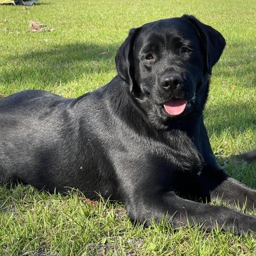 Black Labrador dog lying on grass.