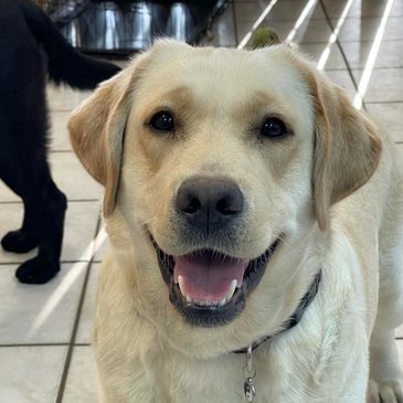 Happy yellow Labrador Retriever dog smiling.