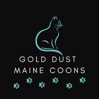 Gold Dust Maine Coons