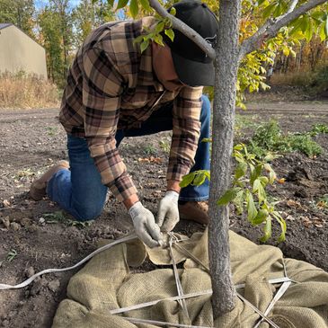 Tree Supply and Planting