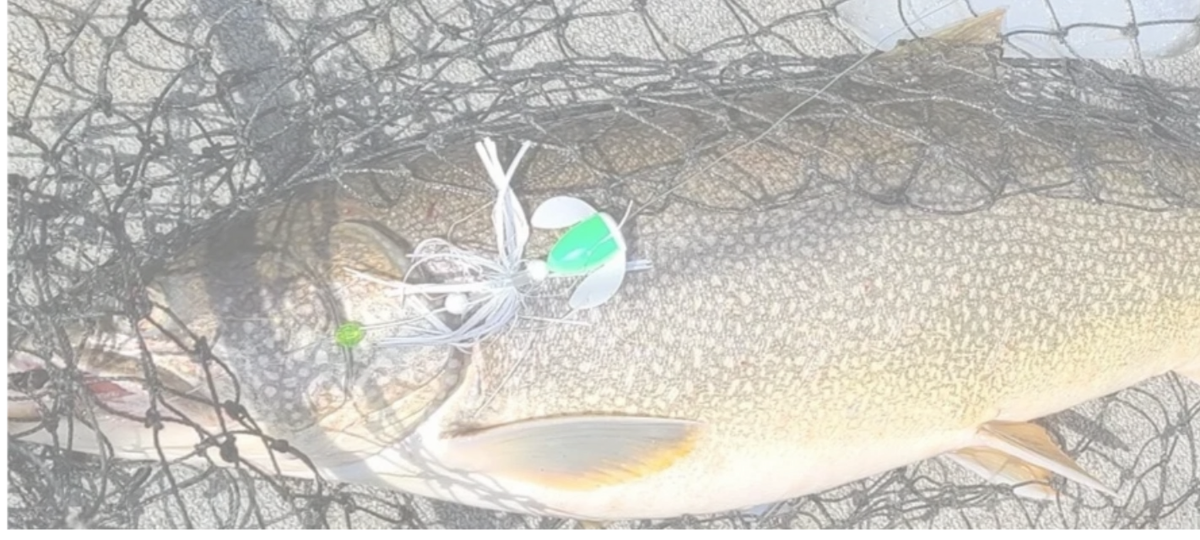 Lake Trout Flies