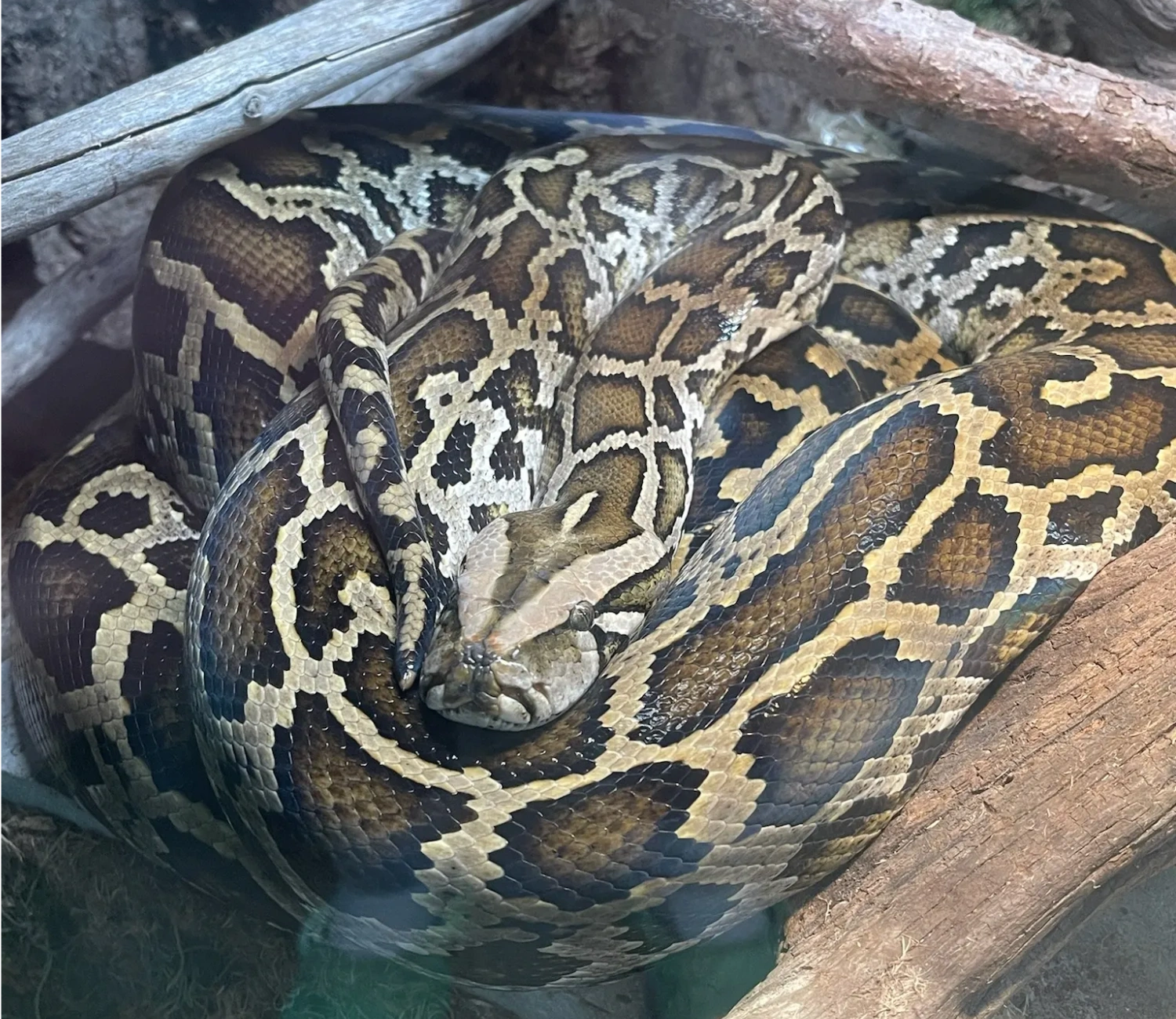 Alduin the Burmese Python.