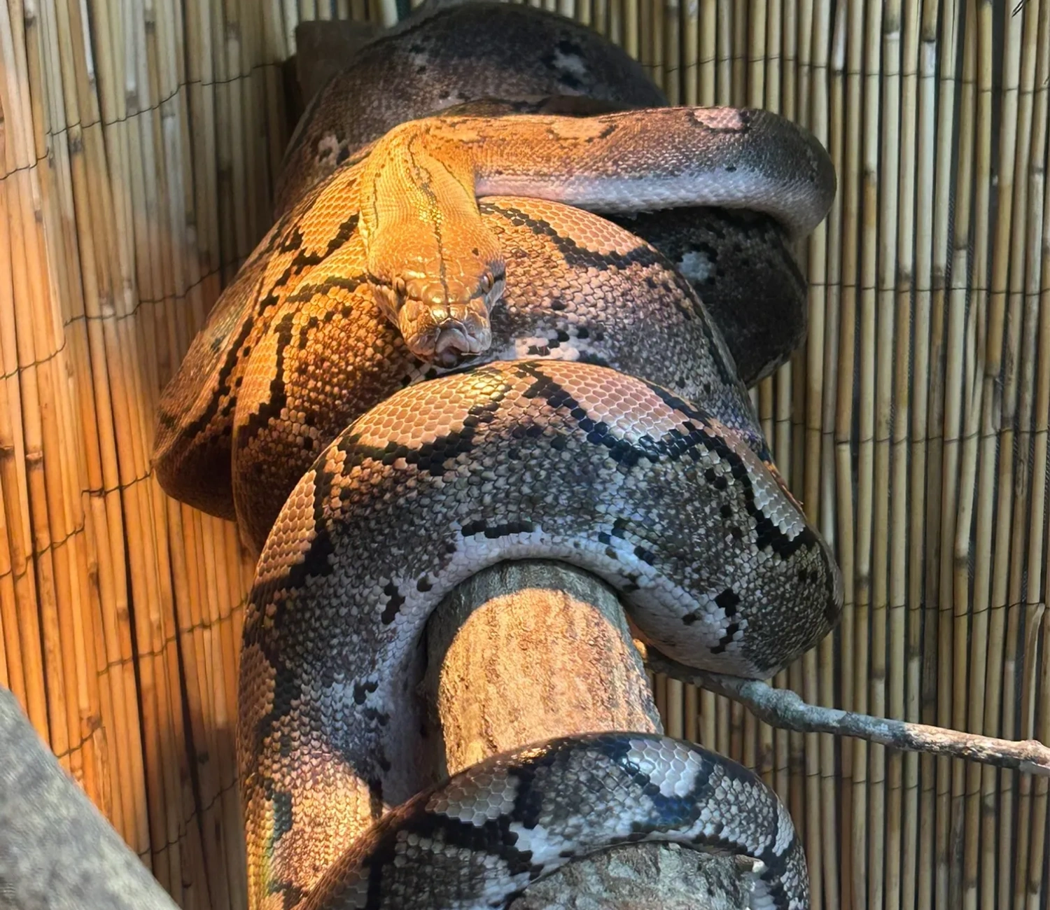 Andromeda the Reticulated Python