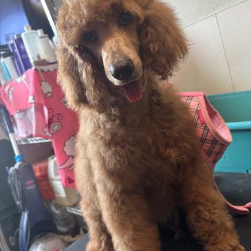 A happy brown poodle sitting indoors with tongue out.
