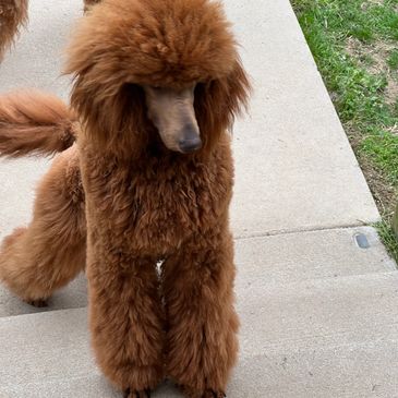 A fluffy brown poodle standing on a concrete path beside grass.
