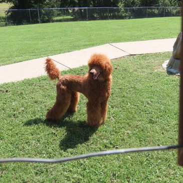 A well-groomed brown poodle standing on green grass in a park.