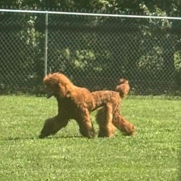 A brown poodle walking on grass near a chain-link fence.