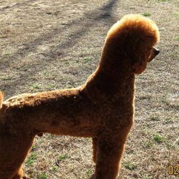 Dark red standard poodle sale