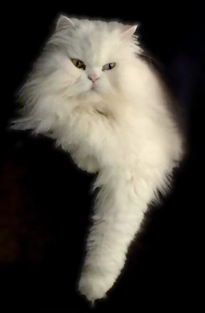 Fluffy white Persian cat with heterochromia against a black background.