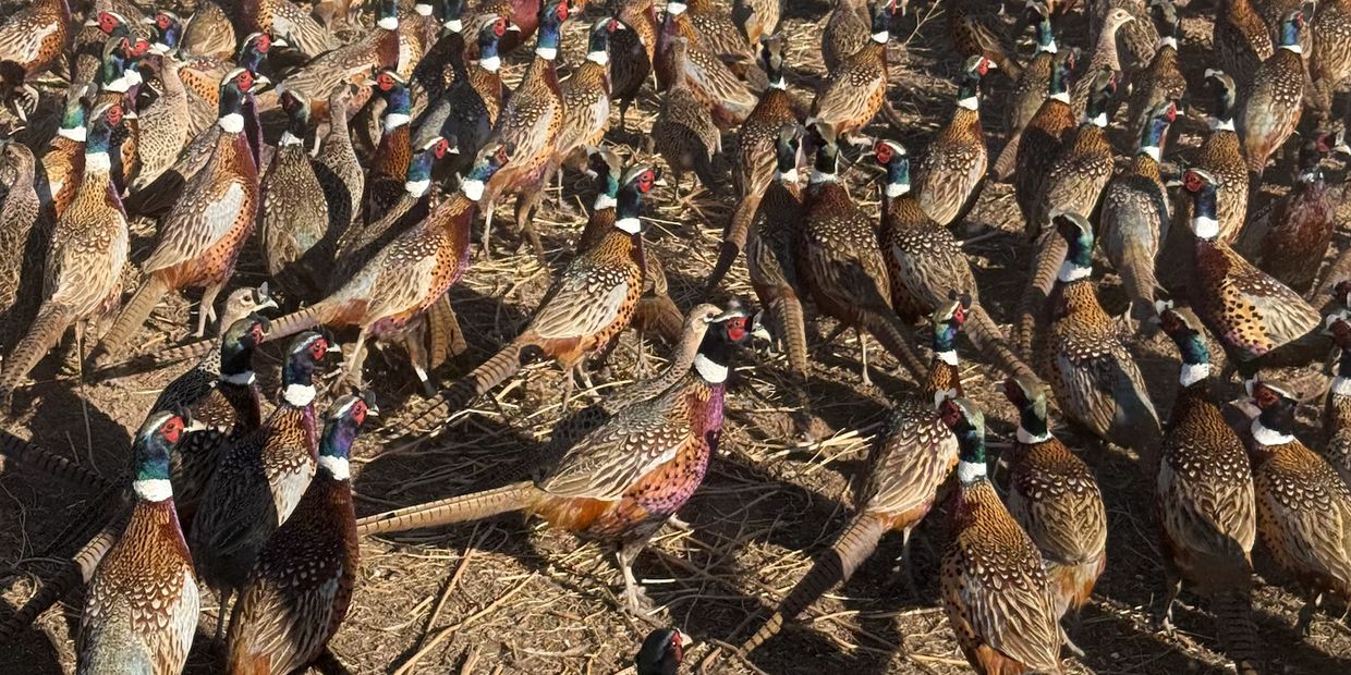 Some of our adult pheasants.